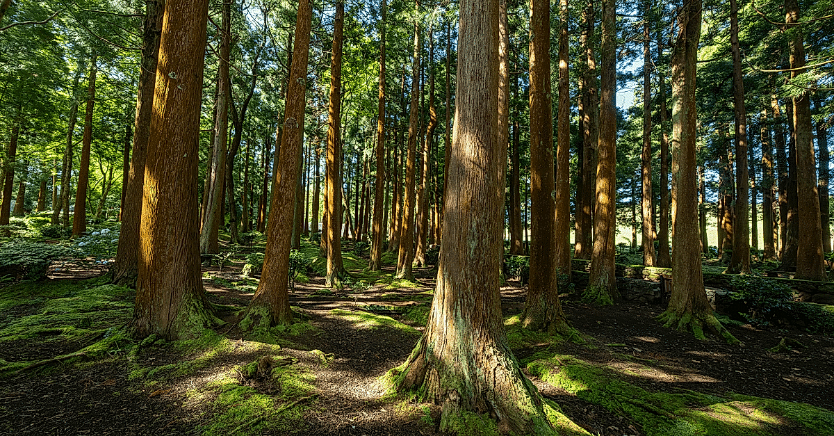 Sustainability & ESG Support